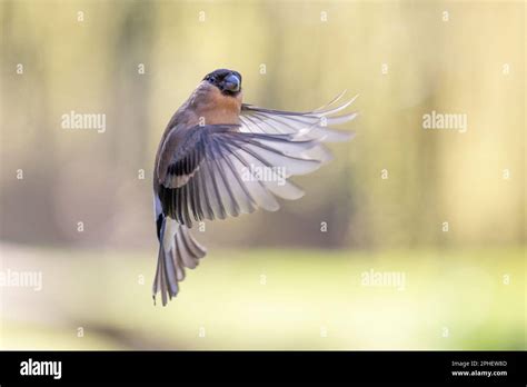 Female Eurasian Bullfinch Pyrrhula Pyrrhula In Flight Flying In