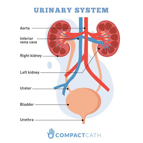 Men S Urinary Tract Diagram