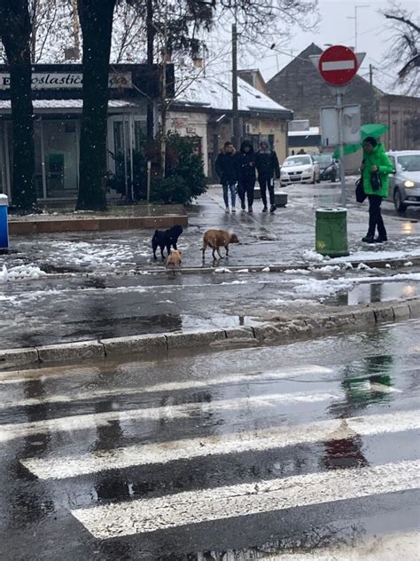 Gra Ani U Peticiji Tra E Sterilizaciju I Vakcinaciju Pasa Lutalica