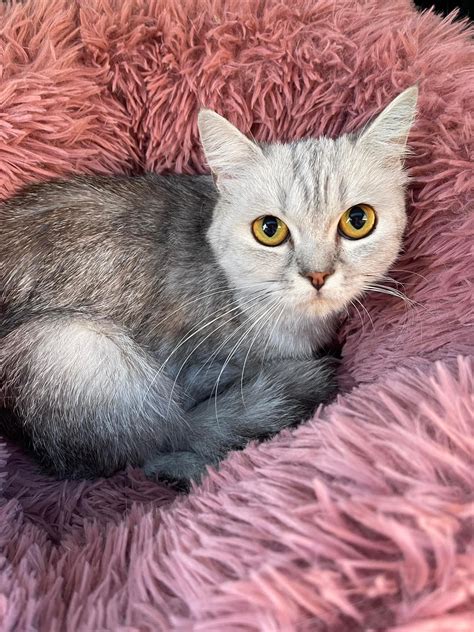 We have 3 British Shorthairs... - Western Suburbs Cat Rescue