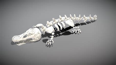 Artstation Crocodile Skeleton Game Assets