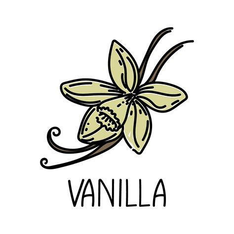 Vanilla, drawn element in doodle style. Logo and emblem packaging ...