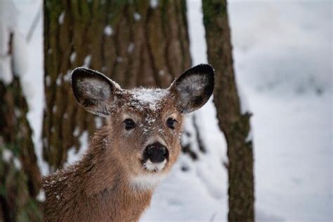 Premium Photo | White tail deer in winter