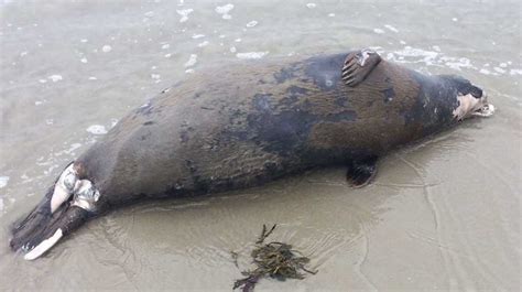 Spike In Seal Deaths Likely Due To Outbreaks Of Avian Flu And Distemper