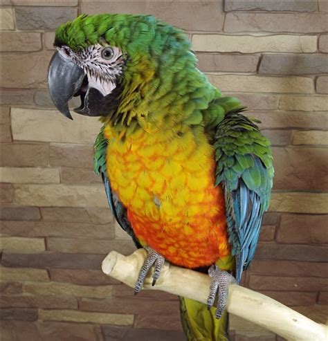 8 Wonderful Miligold Macaw Biological Science Picture Directory