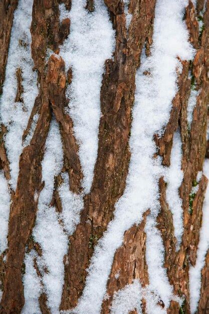 Premium Photo Old Tree Bark Covered With White Snow