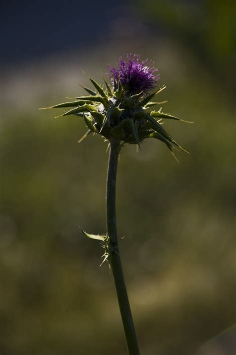 Distel Bloem Natuur Gratis Foto Op Pixabay Pixabay