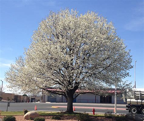 Guzman S Garden Centers Las Cruces 2023 Southwest Gardening