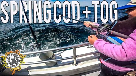 Party Boat Cod And Tautog Spring Fishing Ri Youtube