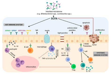 Cancers Free Full Text The Role Of Probiotics In Cancer Prevention