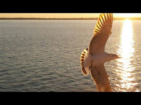 Seagull In Saint Martin Island Naf River Seagull In Naf River Saint