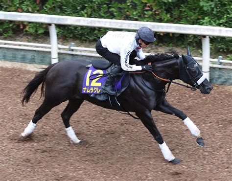 【スプリンターズs】ナムラクレア最内1番も心配なし、長谷川師「小脚持ってるし瞬発力もある」 競馬写真ニュース 日刊スポーツ