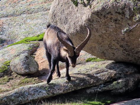 Western Spanish Ibex From Espa A Madrid Manzanares El Real La