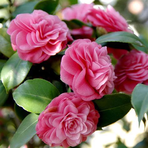 1 Pcs Mix Color Camellia Seeds Flower Seeds Diy Potted Plants Indoor Outdoor Color Camellia ...