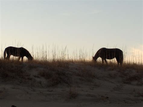 Corolla Wild Horse Tours | Outer Banks