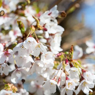 Prunus Weeping Yoshino 12 Litre Stewarts Garden Centre