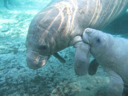 Manatees & Caribbean Conservation: The Threat of Low Genetic Diversity ...