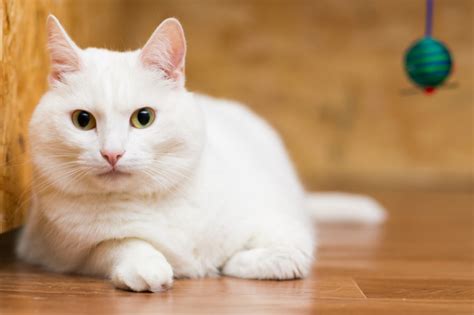 猫の柄模様はどんな種類があるの？毛色の名前や性格なども解説｜みんなのペットライフ