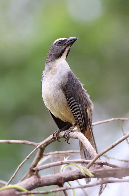 Foto Trinca Ferro Gong Saltator Coerulescens Por Lu Z Alberto Santos