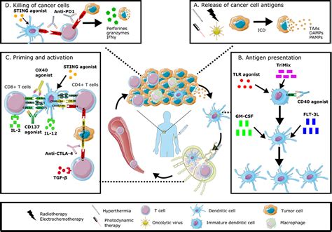 Frontiers Immunomodulation Of The Tumor Microenvironment Turn Foe