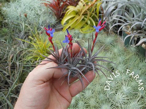 Tillandsia jonesii | Davis Farms Wholesale Tillandsias