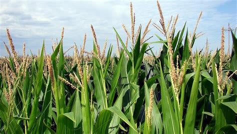 High Yield Corn Hybrids Come With More Variability Morning Ag Clips