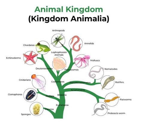 Kingdom Biology Classification