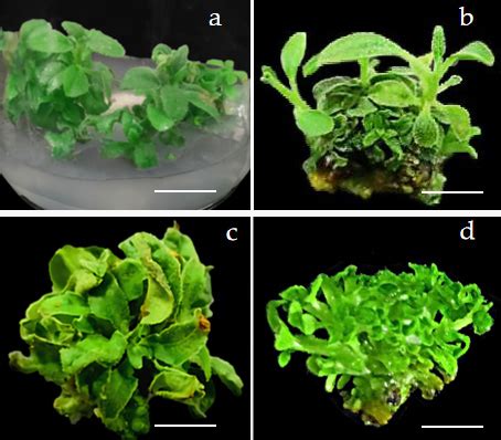 adventitious shoot proliferation  calluses   medium
