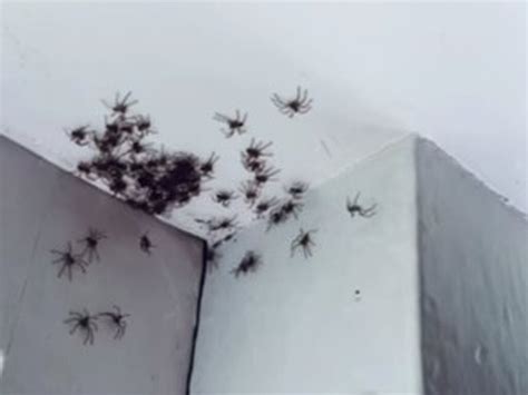 Huntsman Spiders Invade Childs Bedroom In Collaroy Plateau Daily