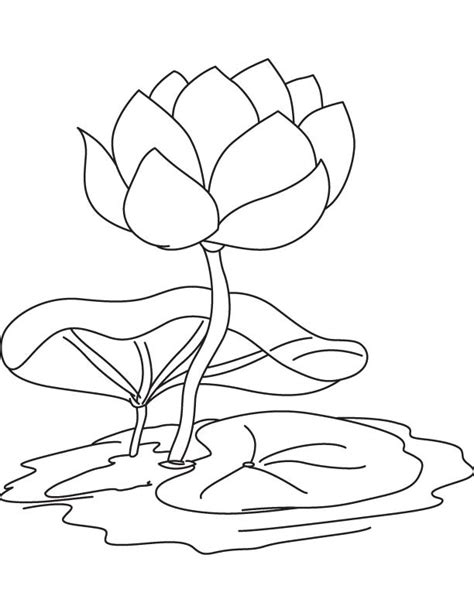 Coloring Pages Lily Pond Coloring Pages