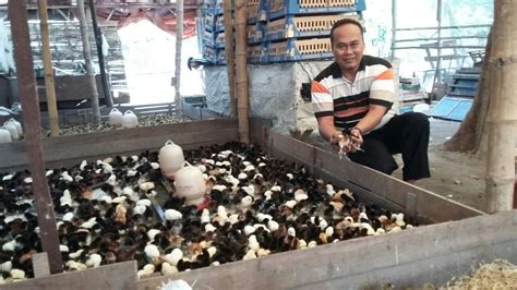 Membeli Doc Ayam Kampung Super Online Teliti Sebelum Membeli Ardhi