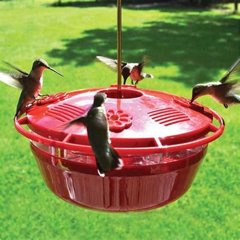 Humm Yumm Protein Plus Hummingbird Feeder Backyard Bird Centre