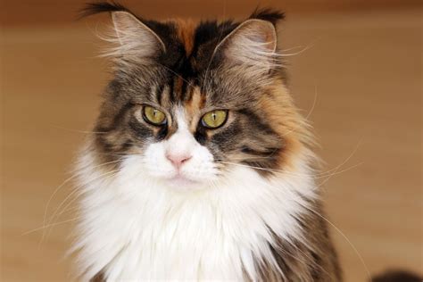 Top Most Affectionate Cat Breeds That Like To Cuddle Hubpages