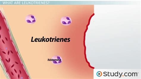 Acute Inflammation: Causes, Examples & Impact - Video & Lesson Transcript | Study.com