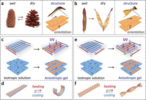 Anisotropic Structures And Morphing Behaviors In Natural And Artificial