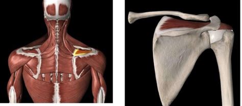 Learn O I Muscles Of The Chest Shoulder And Upper Limb Flashcards