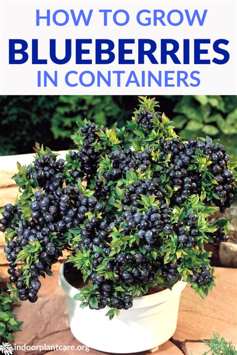 How To Grow Blueberries In Containers A Comprehensive Guide Green