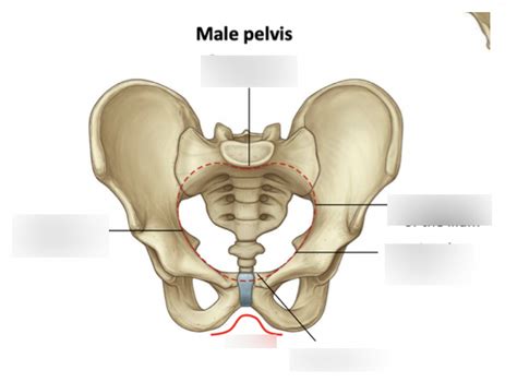 Male Pelvis Diagram Quizlet