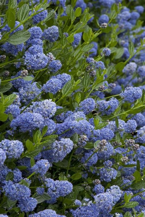 Ceanothus Thyrsiflorus Skylark Le Guide Ultime Pour Cette Plante