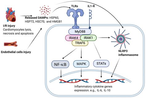 Irak1 Mediated Signaling Pathways In Cardiovascular And Immune Cells