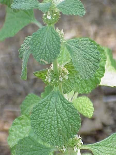 How To Grow Horehound In Your Garden Usu