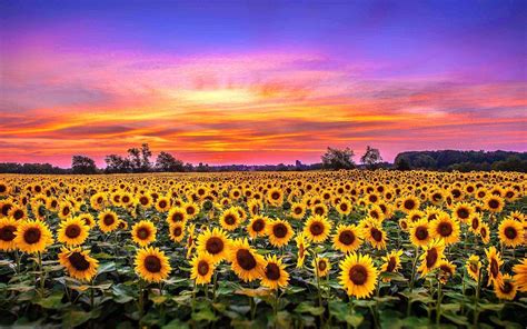 Sunflower Pc Wallpapers Top Free Sunflower Pc Backgrounds Wallpaperaccess