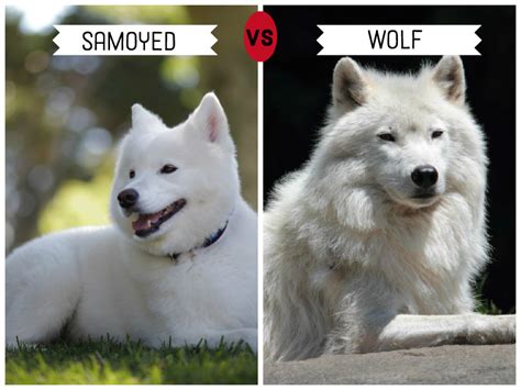 What Breed Of Dog Is Closest To The Wolf