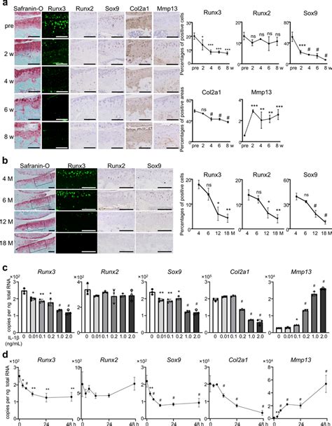 Expression Of Runx3 And Runx2 During Osteoarthritis Oa Development A Download Scientific