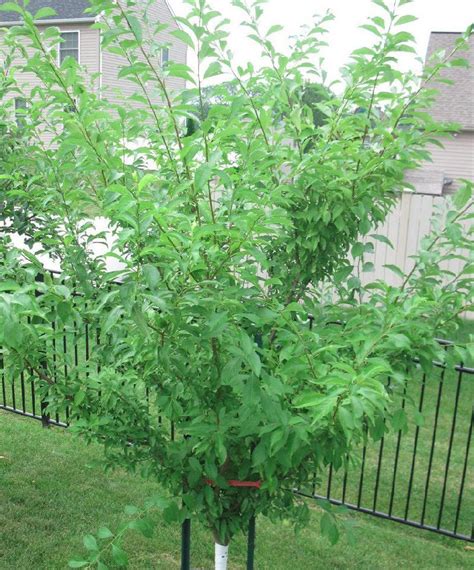 Prunier Santa Rosa Un Arbre Pour Mon Quartier