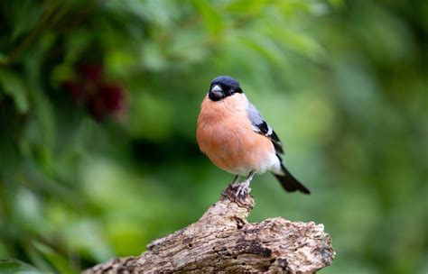 5 Manières De Protéger Les Oiseaux De Son Jardin Du Danger Depuis Mon Hamac