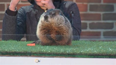 Did Buckeye Chuck see his shadow? Groundhog Day in Ohio 2024 | wkyc.com