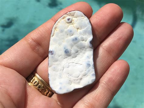 Large Agatized Tampa Bay Fossil Coral Fossilized Coral Agate Etsy