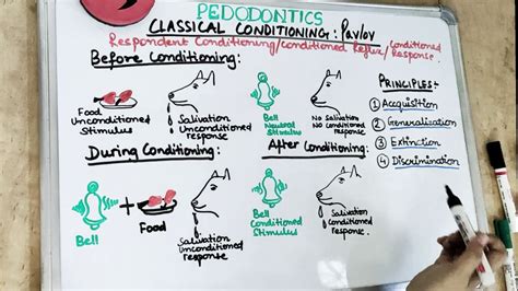 Classical Conditioning Theory Of Ivan Pavlov I Pediatric Dentistry