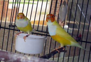 Happy Bird Place Finch And Grasskeet Blog Cordon Blue Bird Finch Blue